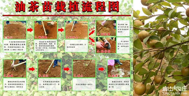如果在鄖陽種植油茶正 如果在鄖陽種植油茶正