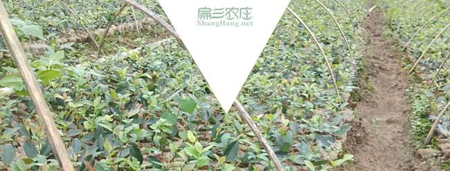 玉屏油茶基地