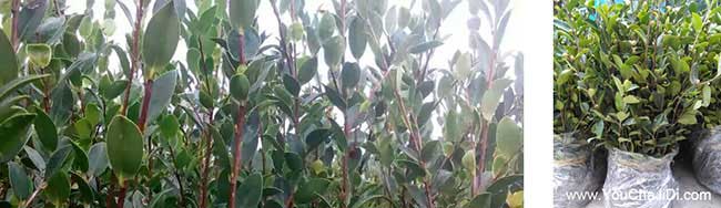 慈口哪種油茶出油率高 慈口哪種油茶出油率高