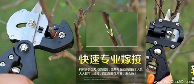 建湖茶樹管理技術與亭 建湖茶樹管理技術與亭