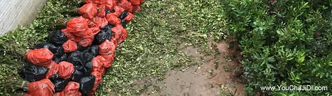 華容南方種植油茶的注 華容南方種植油茶的注