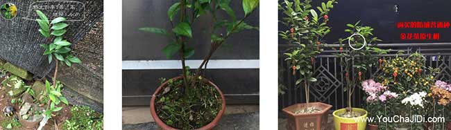 宿遷扁山油茶苗開發研究2024成功實現高產茶油