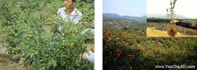 納雍純手工茶籽油、無