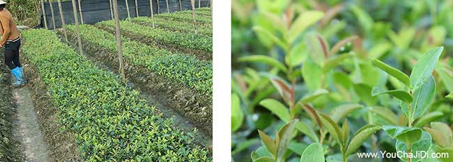 新北區一畝茶樹苗可以 新北區一畝茶樹苗可以