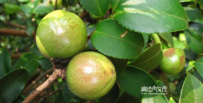 大果油茶苗
