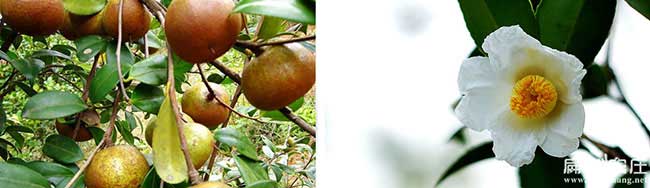 鄂州高產油茶種植示范基地(嫁接改良高產油茶苗批發)