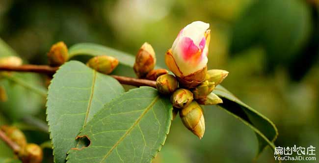 大果油茶苗