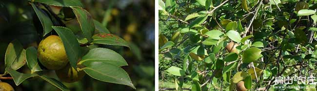 茶樹苗種植