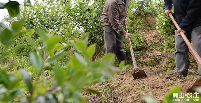 黃圩種植油茶哪個品種
