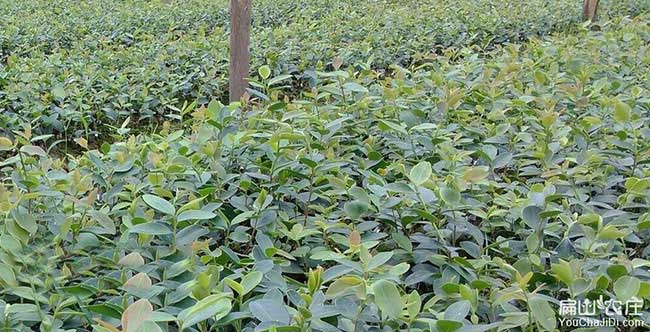 鄂州國內集油茶苗 鄂州國內集油茶苗