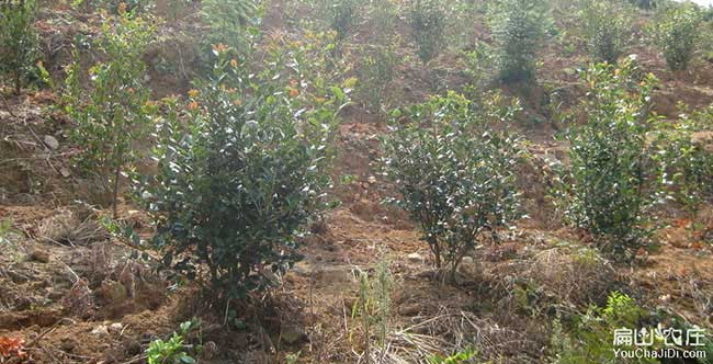 南渡鎮油茶苗的整形修 南渡鎮油茶苗的整形修