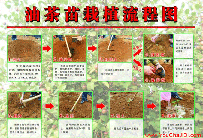 蕭歐美國家喜歡吃茶油