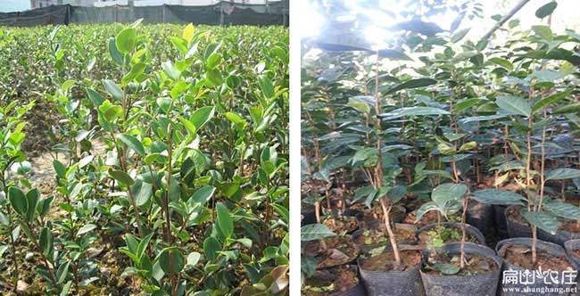 溧城鎮油茶苗掛果周期 溧城鎮油茶苗掛果周期