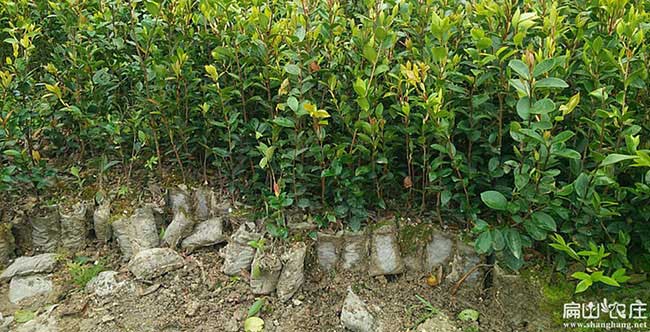 閩南油茶基地