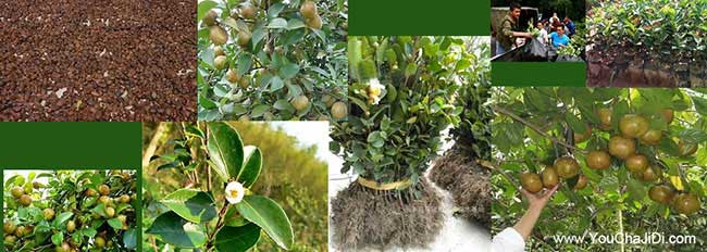香口油茶基地種植的品 香口油茶基地種植的品