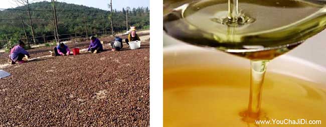 宿豫區一畝茶樹苗可以