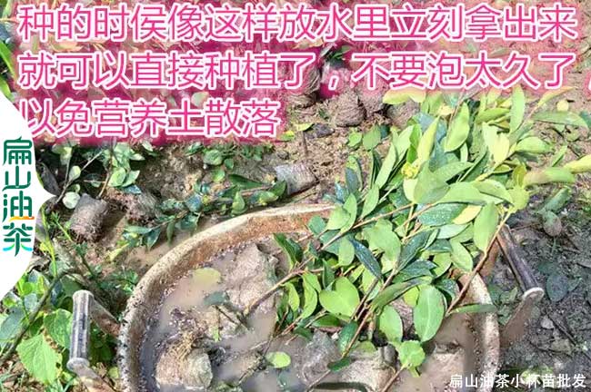 龍巖油茶小杯苗批發