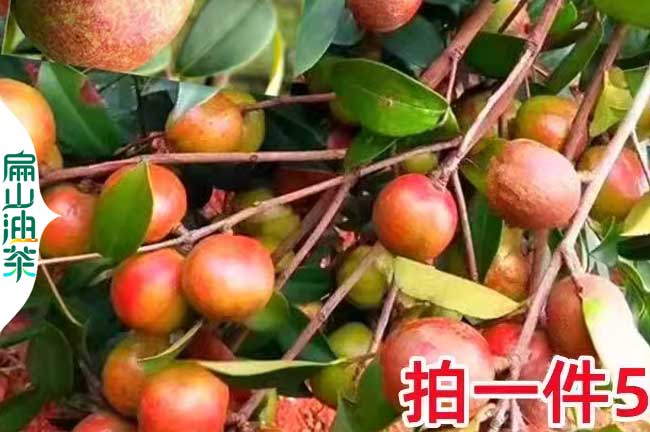 龍巖紅皮茶果批發
