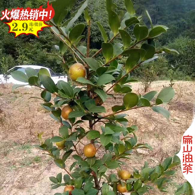 種子 江蘇楊梅苗品種 南京烏酥白蒂早熟楊梅小杯苗批發50CM