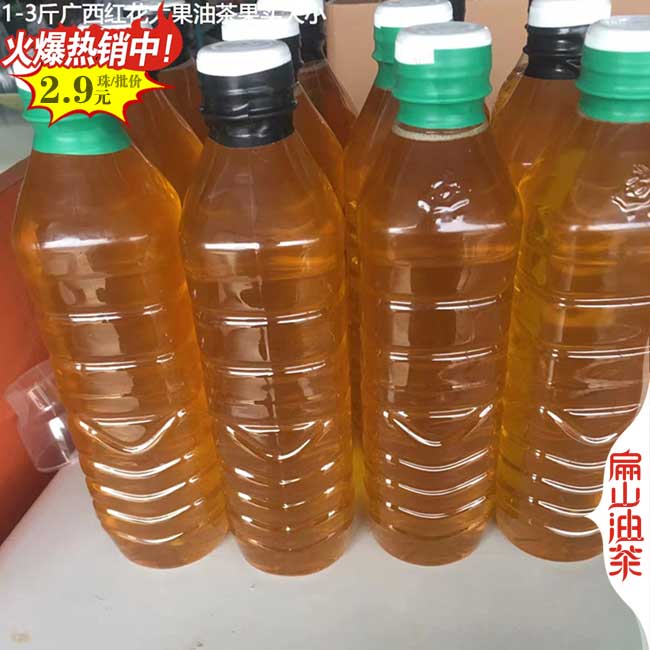 陽朔大果油茶苗批發