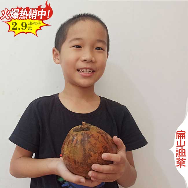 種子 江蘇楊梅苗品種 南京烏酥白蒂早熟楊梅小杯苗批發50CM