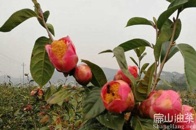 福建龍巖油茶樹種植