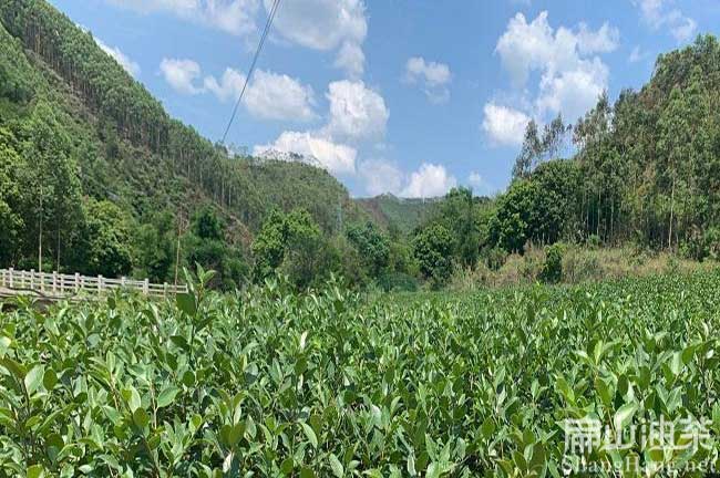 湖北本地油茶苗