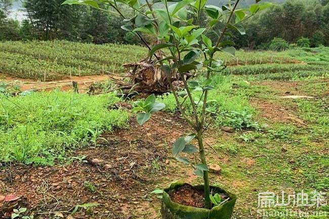 湖北大果油茶樹