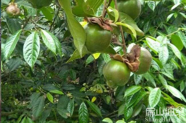 龍巖大果油茶樹批發