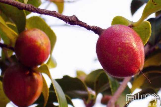 廣西油茶苗種植產業：桂林恭城紅花大果油茶苗-扁山油茶