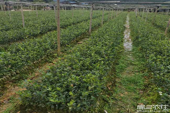 黔西南油茶種植基地