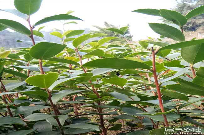 大里鎮種植油茶哪個品