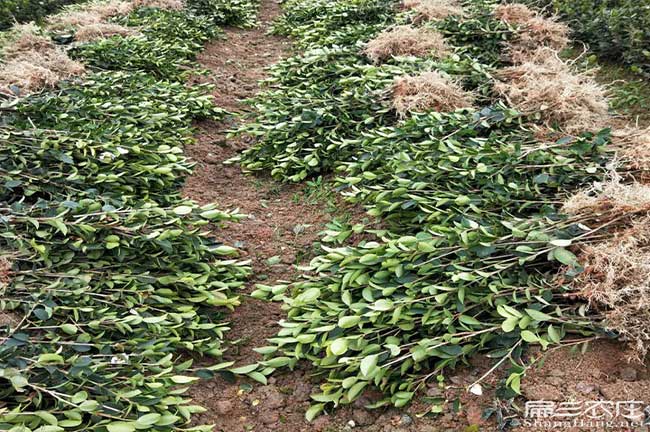 玉林油茶苗批發