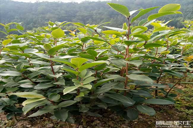 吉首油茶苗批發