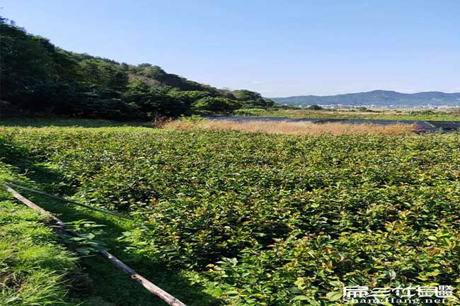 捧乍茶樹苗種植山的陰