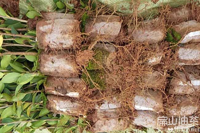 高產油茶苗批發