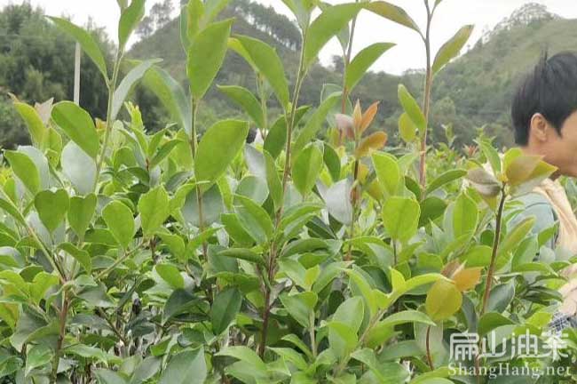 2024嫁接油茶苗批發