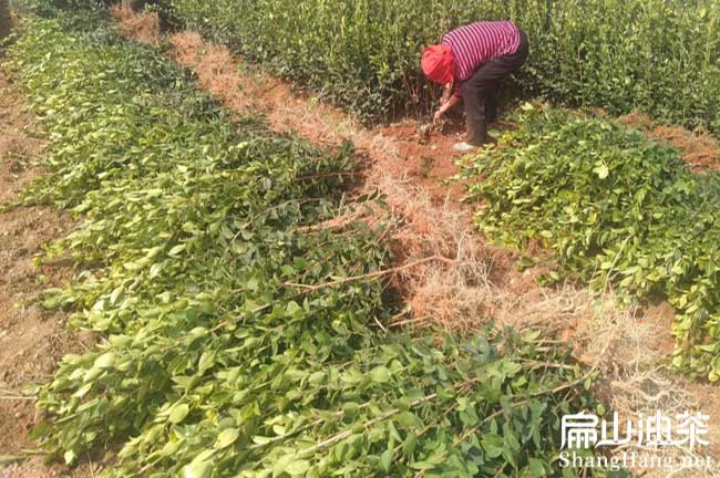 湖南茶樹苗批發