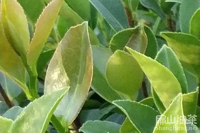 湖南油茶苗批發