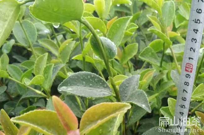 漳州油茶苗批發