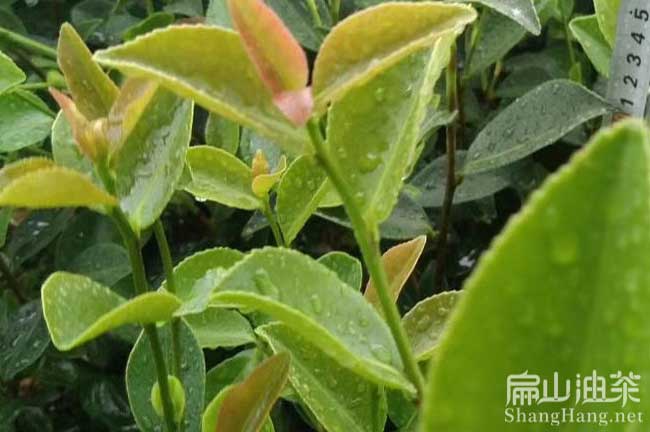 汕尾油茶苗批發