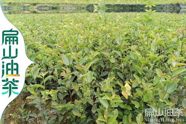 【大油茶苗批發】三明嫁接紅花大果油茶杯苗價格-扁山油茶