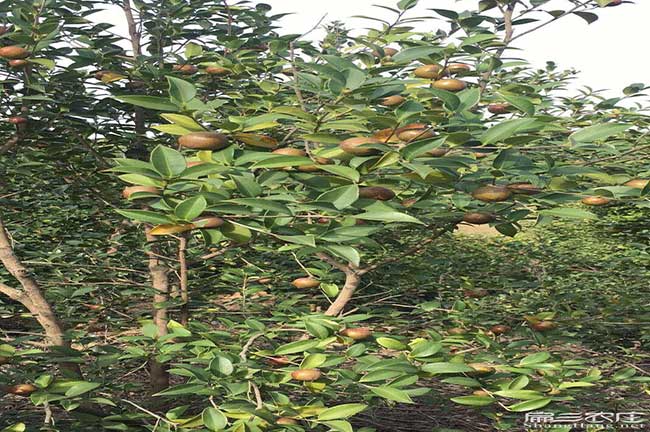 獅子山源油茶苗的土壤