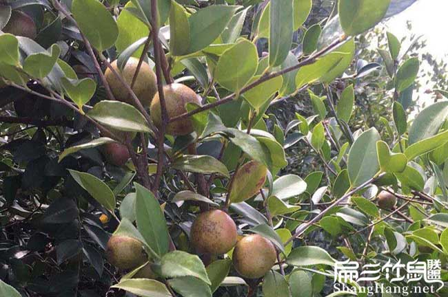 龍州縣茶油種子芽子、