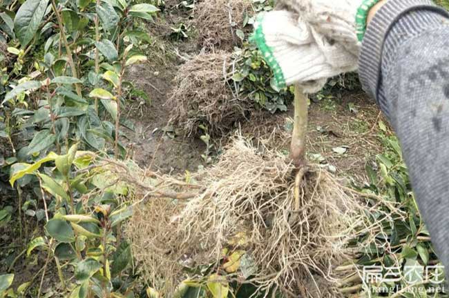 林頭油茶基地上門免費 林頭油茶基地上門免費