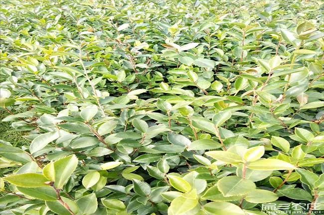 武平油茶苗批發