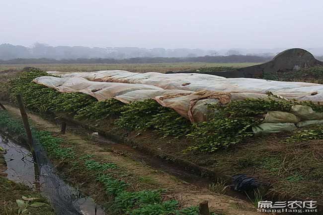 保山油茶苗基地