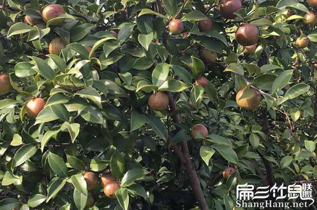 海豐縣茶油在國外受歡 海豐縣茶油在國外受歡