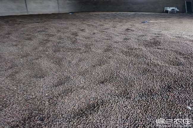 功橋油茶的生物學特性 功橋油茶的生物學特性
