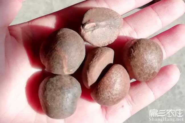 黔西南福建龍眼茶苗種